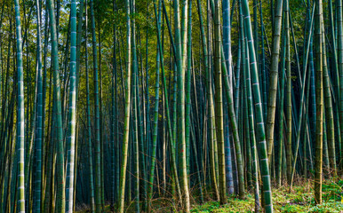 Fototapeta premium Yunxi Bamboo Trail, Spring Outing