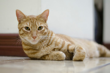 The kitten of the house