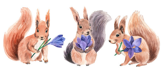 Watercolor squirrels with crocus. Spring bright colors for textiles, cards, packaging. © asanova_nastya_art