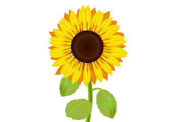 Sunflowers, yellow flowers with isolated white background