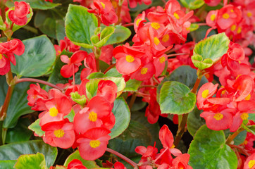 close up of blooming begonia cucullata or wax begonia