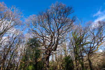 Fototapeta premium Winter Oak Trees in Quarry Wood Nature Reserve, Crowhurst, East Sussex, England