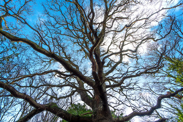 Winter Oak Trees in Quarry Wood Nature Reserve, Crowhurst, East Sussex, England
