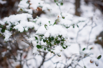 Snowfall on green leaves. A close up shot with blurred background.