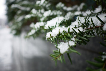 Snowfall on green leaves