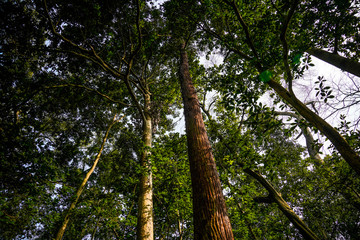 Fototapeta premium Yunxi Bamboo Trail, Spring Outing