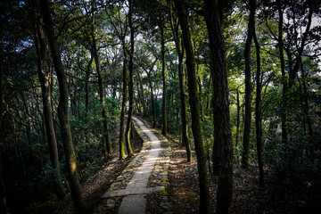 Obraz premium Yunxi Bamboo Trail, Spring Outing