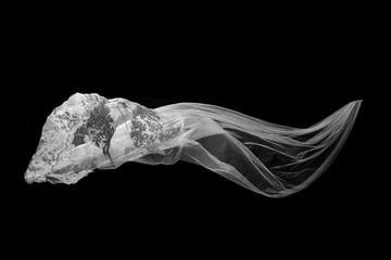 White Veil flounce on Black background