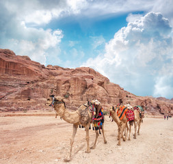 Three camels in an ancient abandoned rock city of Petra in Jordan