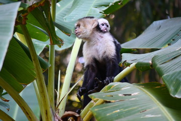 Capuchins on a branch