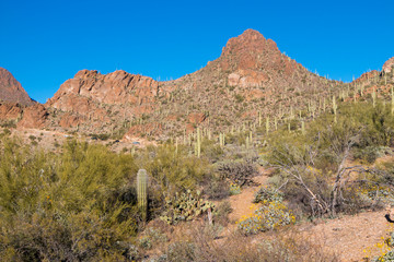 Landscape view of Saguaro National Park near Tucson, Arizona.