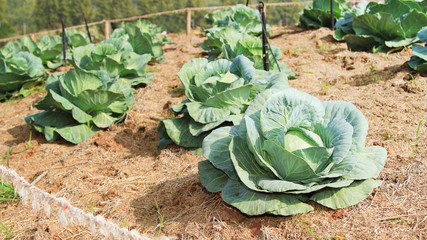 Organic cabbage vegetable