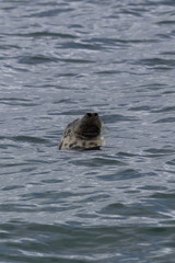 Fototapeta premium grey seal