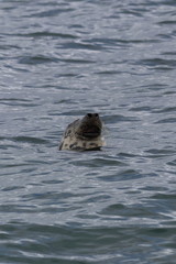 grey seal