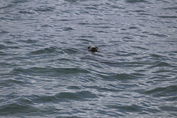 Naklejka premium grey seal