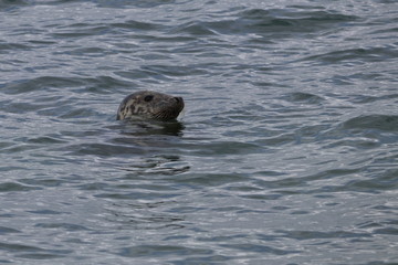 Fototapeta premium grey seal
