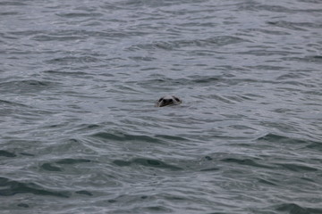 Fototapeta premium ireland