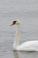 Schwan auf einem See
