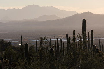 Landscape view of Saguaro National Park during the sunset near Tucson, Arizona.