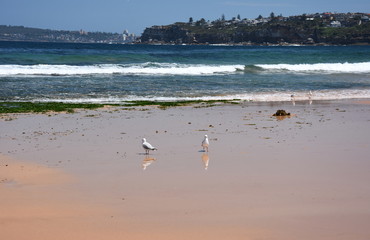 Seagulls foraging along the coastal sand beach at low tide