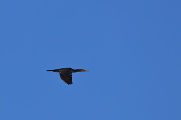 Obraz premium ile de batz