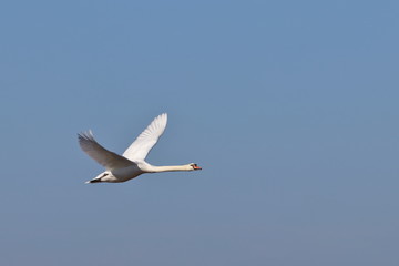 ile de batz