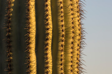 Up-Close shot of a Saguaro cactus in Saguaro National Park (Tucson, Arizona).