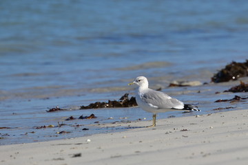 ile de batz