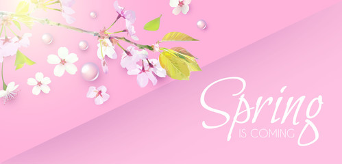 Fototapeta na wymiar Soft Flower Spring Background. Cherry Blossom. Sakura Design.