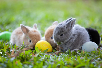 Cute little bunny and easter eggs in the meadow