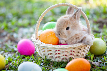 Cute little bunny in the basket and easter eggs in the meadow