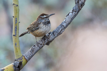 A wild cactus wren perched on a branch in Saguaro National Park in Arizona.