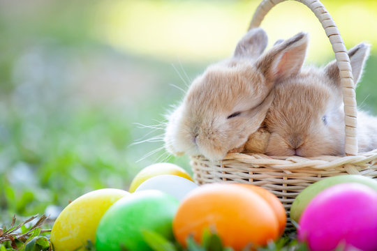 Cute little bunny sleeping in the basket and easter eggs in the meadow