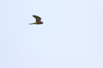 kestrel