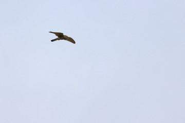 kestrel