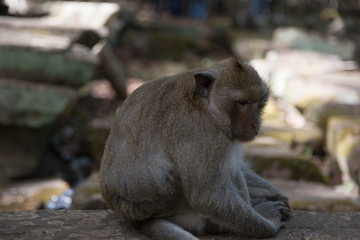 Angkor Wat Temple Monkeys 