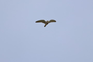 kestrel