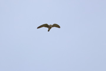 kestrel