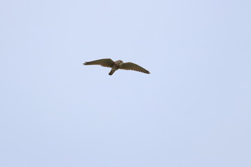 kestrel