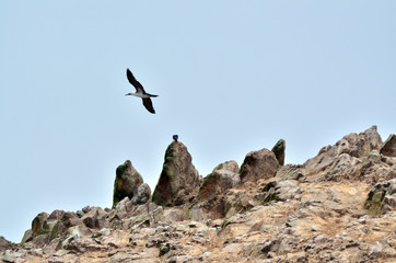 Fototapeta premium Bird life in the sea