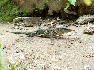Lagarto pequeño herido 