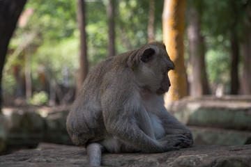 Angkor Wat Temple Monkeys 
