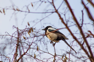 Soroka sits on a tree