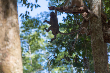 Angkor Wat Temple Monkeys 