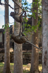 Angkor Wat Temple Monkeys 