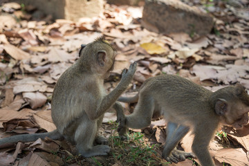Angkor Wat Temple Monkeys 