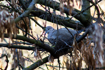 Photo of pigeons on the branch