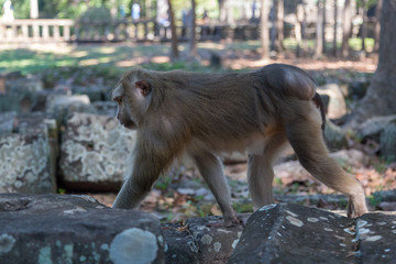 Angkor Wat Temple Monkeys 