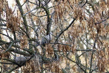 Photo of pigeons on the branch