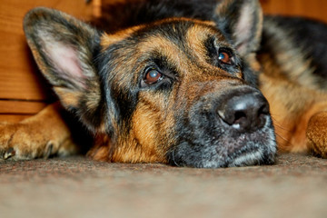 Big Dog German Shepherd in the room
